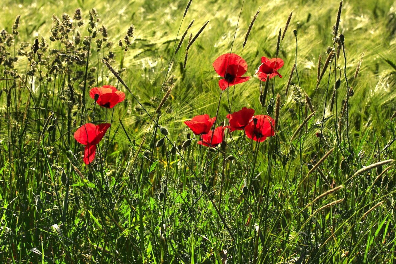 Langer Tag Stadtnatur 570633_original_R_K_B_by_uschi dreiucker_pixelio.de