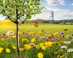 RVR Aktion Klimabäume